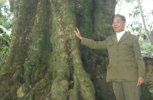 Bí ẩn 5 cây thị cổ thụ