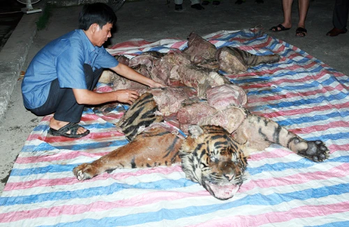 Vụ Đột kích ổ xẻ thịt hổ trong đêm: Ly kỳ màn đeo bám 