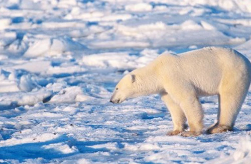 Bảo vệ “lá chắn hành tinh” 