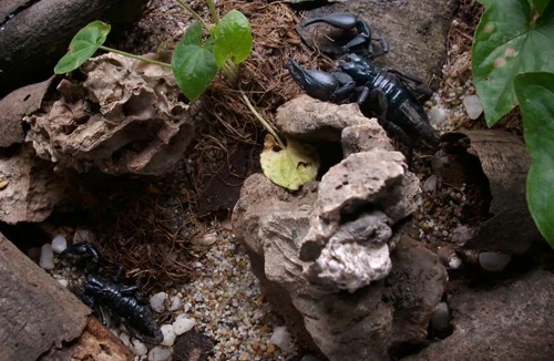 Những thú chơi dễ ... chết người