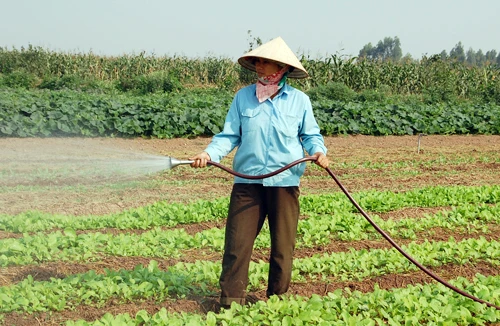 Rau an toàn bế tắc đầu ra?