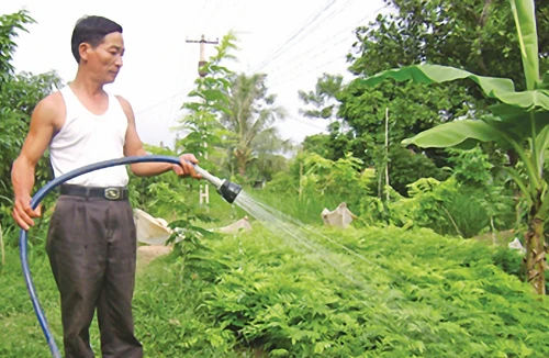 Cây sưa được lùng mua với giá tiền tỷ: Đâu là giá trị thực? 