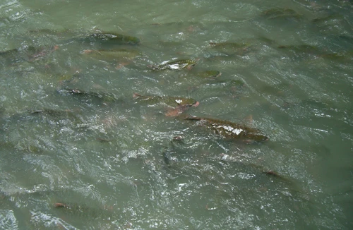 Đã có người nhìn thấy cá chúa ở Thanh Hóa?