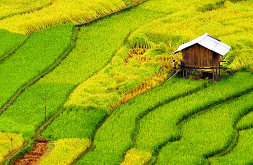 Mùa thu trên những "thửa ruộng trời" 