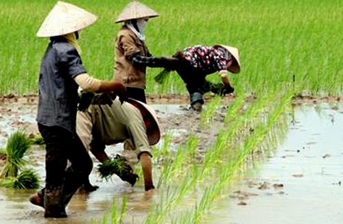 Sẽ quản chặt đất trồng lúa 