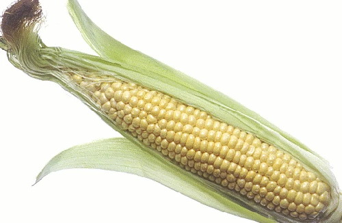 Ăn ngô có thể phòng ung thư 