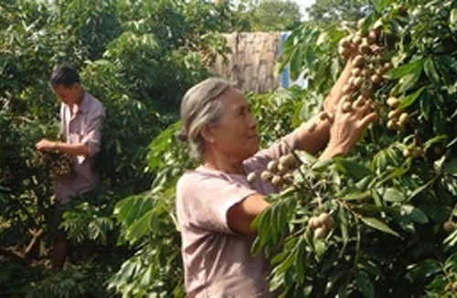 Sức bật từ đất nhãn 