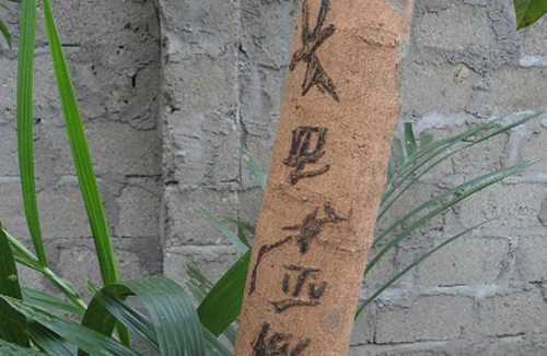 Bí ẩn cây nhãn bỗng dưng nổi chữ