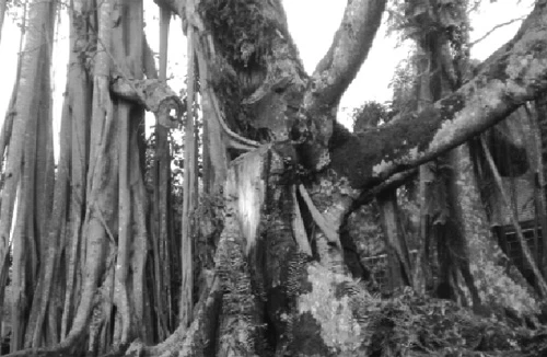 Huyền bí "cụ đa Rùa"