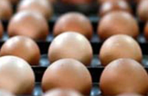 Trung Quốc điều tra “trứng gà cao su”