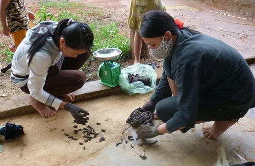 Miền Trung lại lên "cơn sốt đỉa"