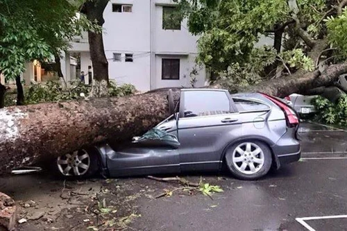 Thêm hình ảnh giông lốc khiến nhiều cây đổ tan hoang ở Hà Nội