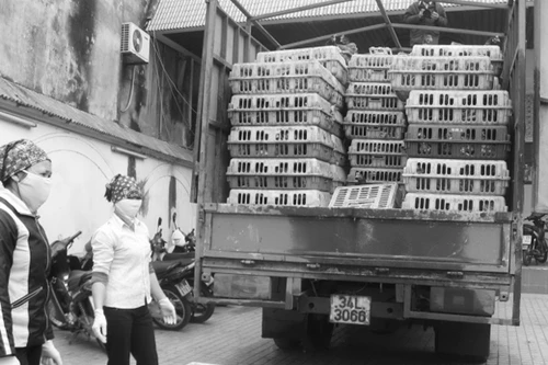 Thúc đẩy nhập khẩu gia cầm Trung Quốc: Dễ rước họa vào nhà