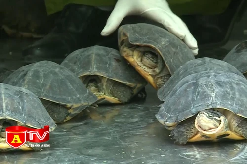 Cuối năm "nóng" tình trạng mua bán động vật hoang dã quý hiếm