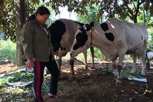 Nông dân Ba Vì nuốt nước mắt bán đàn bò sữa