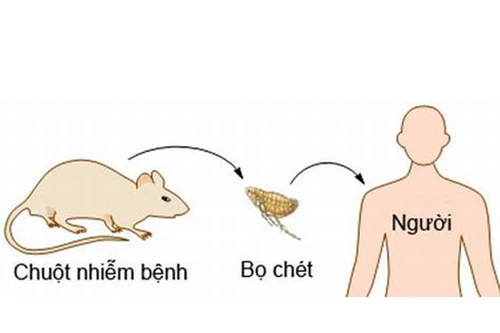 WHO cảnh báo đại dịch “cái chết đen” 