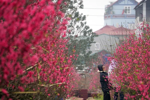 Đào bung nở sớm: Hoa cười rực rỡ, người cười... xót xa