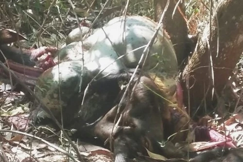 Bắt hai nghi phạm trong vụ bắn chết con bò tót trong khu bảo tồn