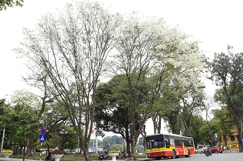 Hà Nội đẹp ngỡ ngàng trong màu trắng hoa sưa