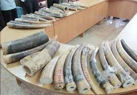 Khởi tố người đàn ông trong đường dây buôn hơn 1 tạ sừng tê giác