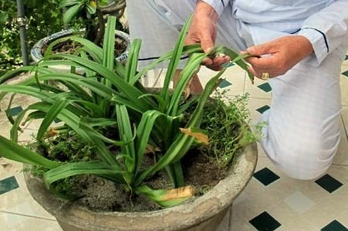 Bí ẩn lá cây giúp 'yêu' thoải mái, mà không dính bầu