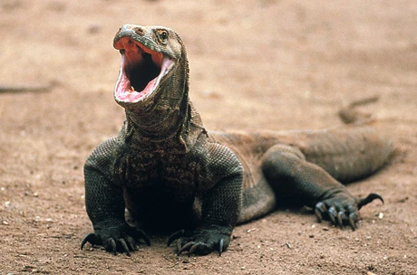 Xem rồng Komodo giết trâu rừng chỉ với 1 cú đớp