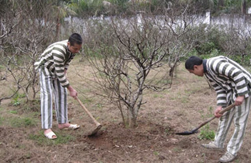 Tình sinh viên và bi kịch cay đắng của những cử nhân tương lai