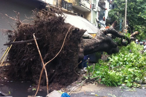 Bão số 5 lướt qua, Hà Nội mất tổng cộng gần 200 cây xanh