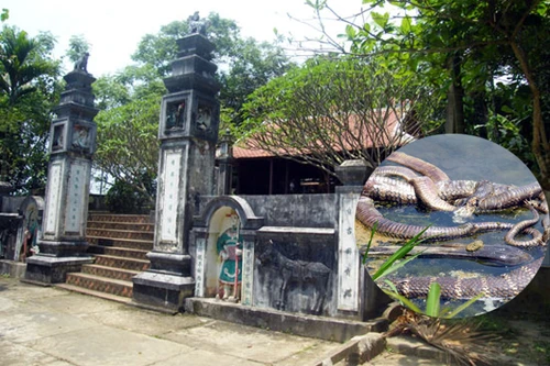 Nhiều rắn hổ chúa quấn vào nhau chết gần đền Cây Chay