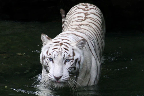 Vào nơi "con người bị nhốt, thú dữ đi hoang"