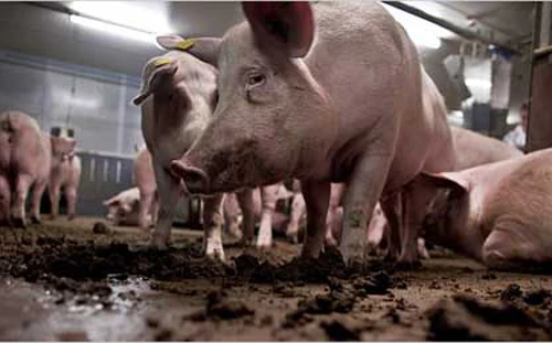 Mỹ: Điều tra nghi vấn vụ lợn ăn thịt người