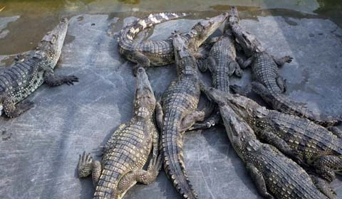 Xem hàng trăm con cá sấu Xiêm dữ tợn ngay tại Hà Nội
