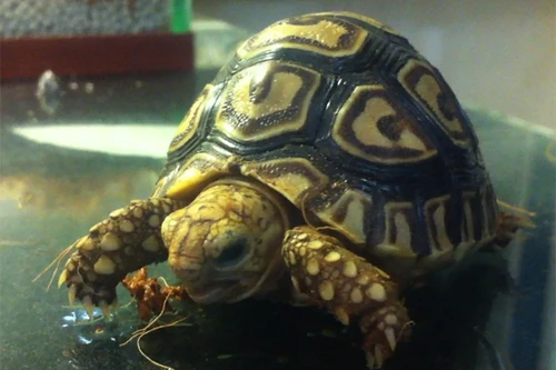 HN: Phát hiện rùa lạ, hoa văn cực đẹp