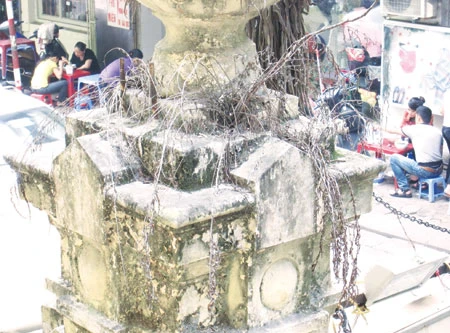 Kỳ lạ cây nguyên thủy giữa lòng Hà Nội