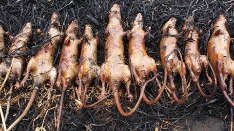 Cuối năm đổ xô đi liên hoan... thịt chuột