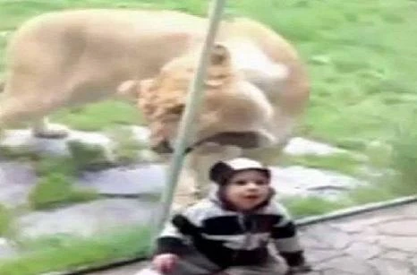 Lạnh người khi thấy sư tử giơ nanh ăn thịt bé trai