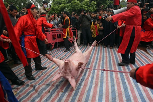 Nếu bị đau tim - Đừng xem chém lợn