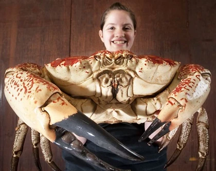 Cua hoàng đế khổng lồ nặng 7kg