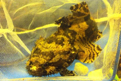 HN: Xuất hiện loài cá cảnh có dáng vẻ đáng sợ