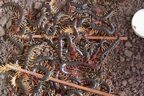 Rết “khổng lồ” bán đầy tại Hà Nội và Tp.HCM