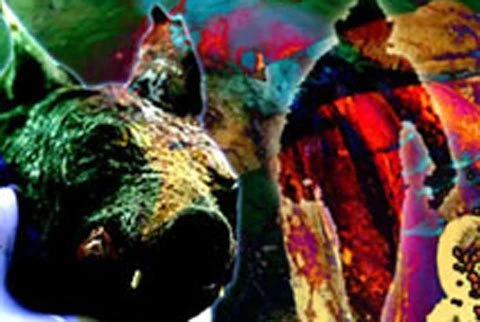 Quái vật mình lợn, đầu chó làm hoảng loạn Namibia