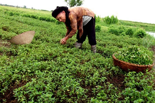 Húng Láng di cư về Thái Bình hơn 600 năm trước?