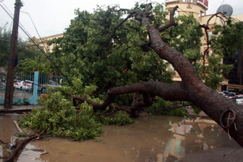 HN: Mưa lớn, cây đổ đè 1 tài xế taxi tử vong