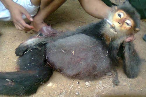 Giết khỉ dã man rồi chụp ảnh khoe khoang, gây phản cảm