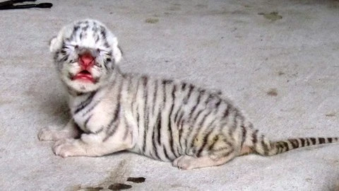 Hình ảnh hổ trắng mới chào đời tại Nghệ An