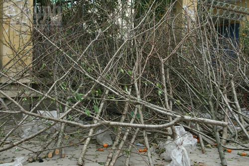 Chiều 30 Tết: Quất, đào tả tơi