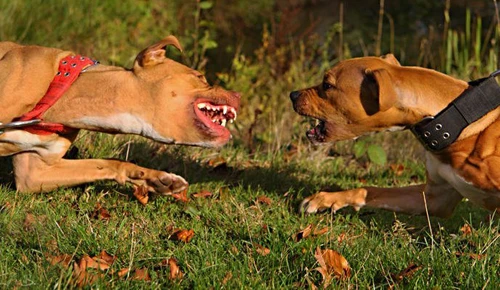 HN: Thực hư chuyện rộ mốt nuôi “chó điên”