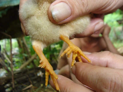 "Gà quái thai" và chuyện đại gia ăn chú gà 100 triệu