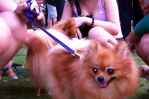 Rộ mốt: Kiều nữ nuôi chó lạ