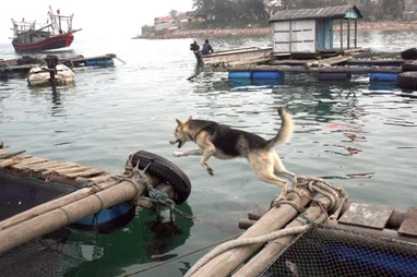 Những chú "sói biển" canh đảo